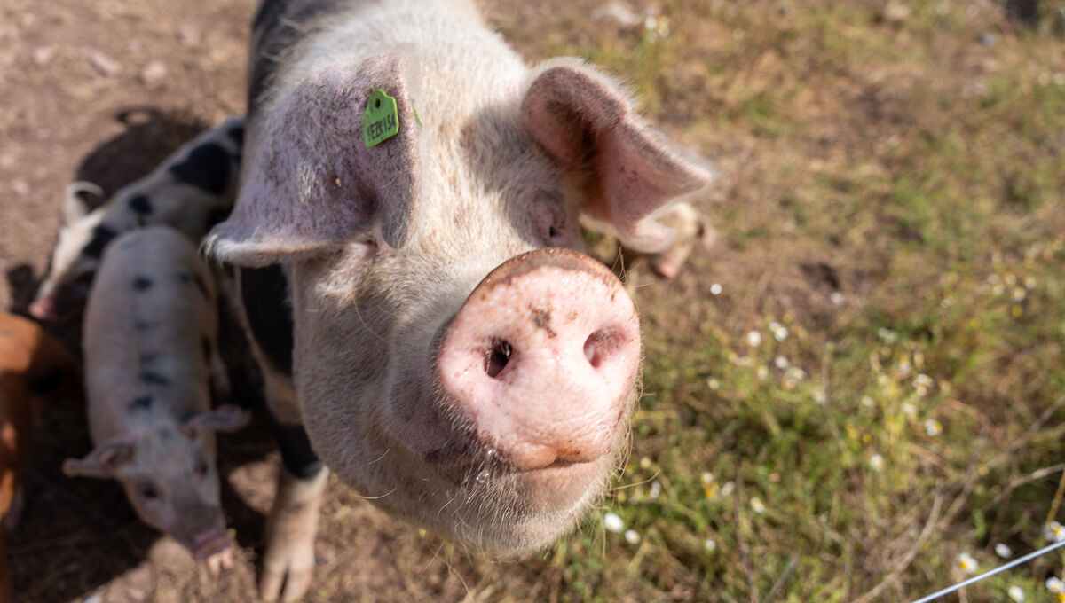 Free-range pig at Glenbrook Farm. Picture: Noel Sweeney Free-range pig at Glenbrook Farm. Picture: Noel Sweeney