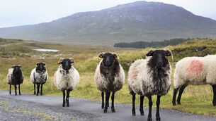 <p>IFA are seeking €40/ewe producing lambs for sheep farmers in hill areas.</p> <p>IFA are seeking €40/ewe producing lambs for sheep farmers in hill areas.</p>