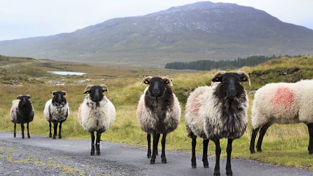 <p>IFA are seeking €40/ewe producing lambs for sheep farmers in hill areas.</p>