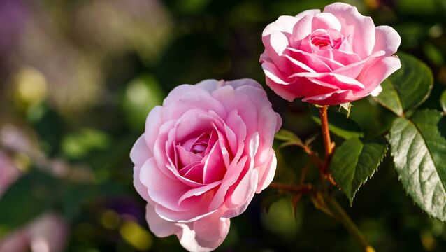 <p>Of all plants, roses are probably those most associated with garden fragrance. Picture: iStock</p>