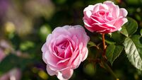 Olivia rose Austin english shrub pink flowers in summer garden