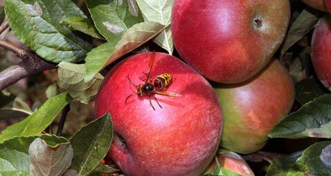 Aplle and wasps