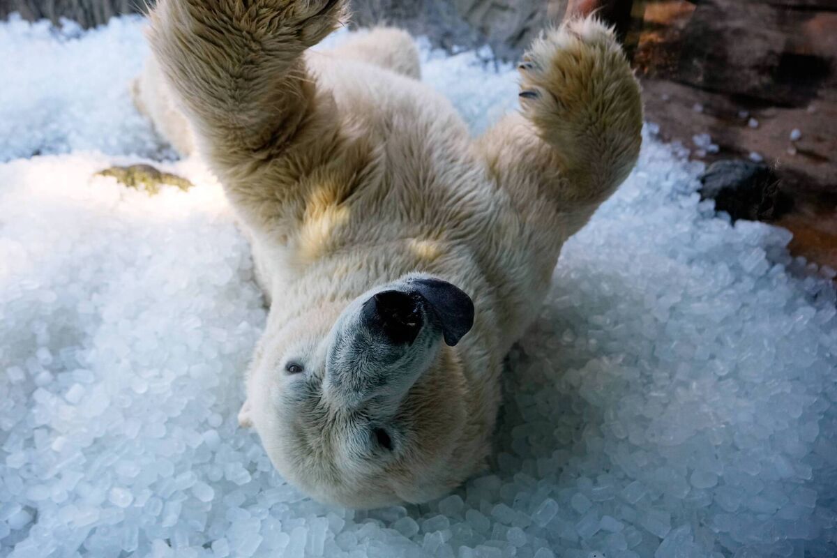 Polar bear cools down on a pile of ice that was brought to its enclosure on a hot and sunny day at the Zoo in Prague, Czech Republic, Thursday, July 30, 2026. (AP Photo/Petr David Josek) Polar bear cools down on a pile of ice that was brought to its enclosure on a hot and sunny day at the Zoo in Prague, Czech Republic, Thursday, July 30, 2026. (AP Photo/Petr David Josek)