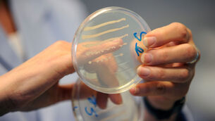 <p>The viruses are specific kinds known as bacteriophages, which only infect bacteria and are used around the world to treat patients with persistent infections. In lab tests, a cocktail of the AI-designed viruses killed E coli bugs that were resistant to natural bacteriophages. File picture</p>