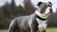 staffordshire-bull-terriers-1673354989.jpg Court hears how close woman came to losing €71k retirement fund to scam