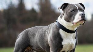 <p>Gardaí suspected Staffordshire bull terrier left at a house belonged to the accused and brought it to his home, where it was recognised by an occupant, who took the dog in, it was alleged. File picture</p> <p>Gardaí suspected Staffordshire bull terrier left at a house belonged to the accused and brought it to his home, where it was recognised by an occupant, who took the dog in, it was alleged. File picture</p>