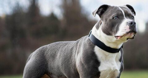 Man charged with burglary left his dog behind at scene of alleged crime, court hears