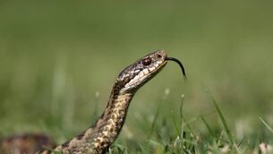<p>Richard Collins: "Snakes evolved from lizard-like reptiles which took to living underground in burrows. Their legs, impeding movement in the confined conditions, became a liability, so they gradually lost them." Picture: iStock.</p>