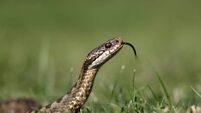 Adder, Vipera berus