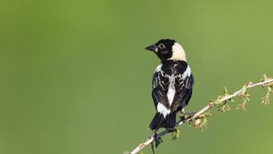 <p>Bobolinks are increasingly at risk as the habitats and ecological connections they depend upon are lost or degraded. Picture:iStock.</p> <p>Bobolinks are increasingly at risk as the habitats and ecological connections they depend upon are lost or degraded. Picture:iStock.</p>