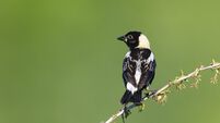 Bobolink, Dolichonyx oryzivorus, male bird perching