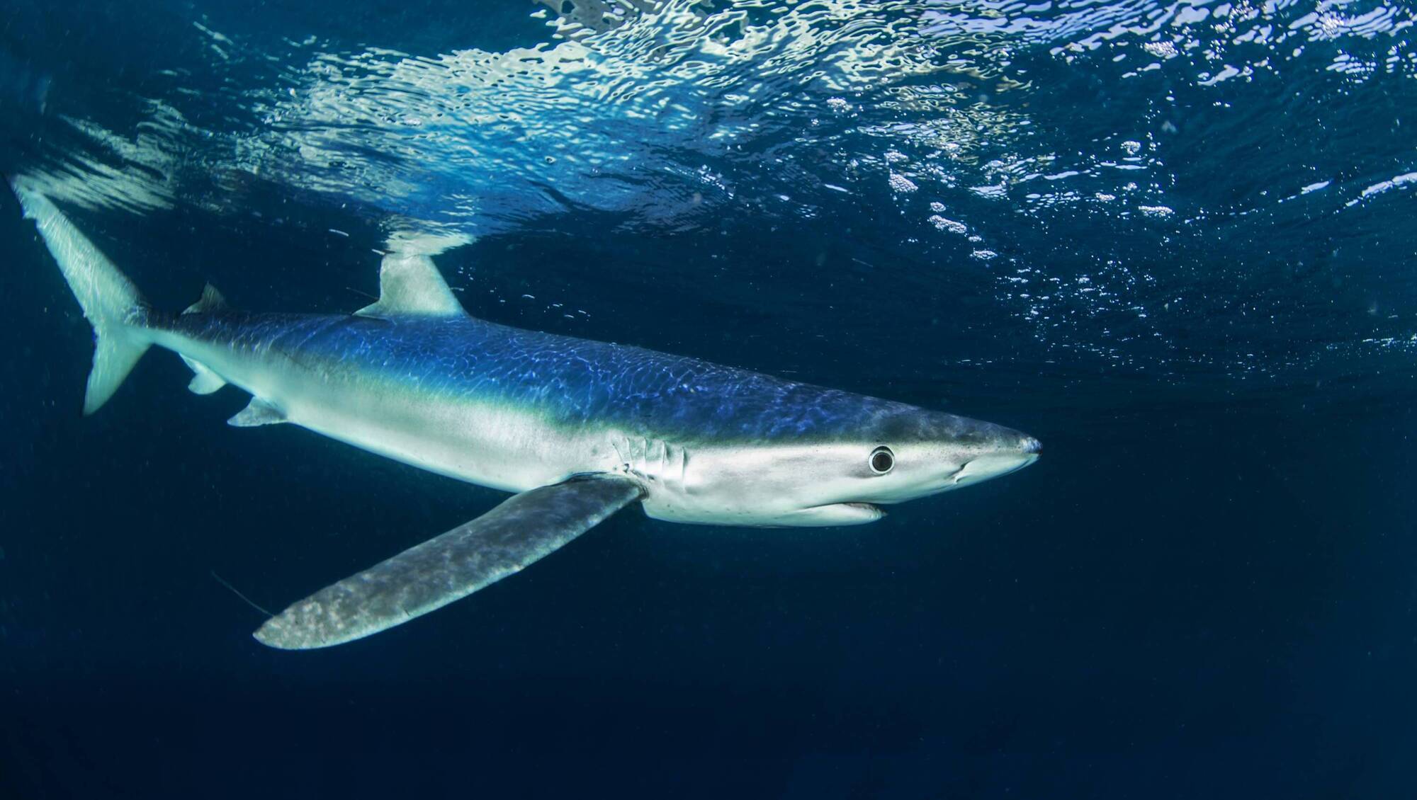 Recent shark attacks in Australia have put the spotlight on dangers to swimmers, surfers and fishers Down Under, but we can still safely observe a variety of marine life in this part of the world. Blue whale pictured about 15km south of Oysterhaven as they drift on the tide towards Cork Harbour. Picture: Derek Bolton