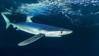 Donal Hickey: Warm Atlantic waters attract exotic creatures to our shores