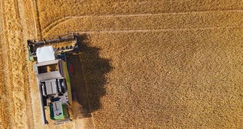 A field full of ears of grain, wheat, barley, or rye being harvested by a combine harvester. Harvest time.