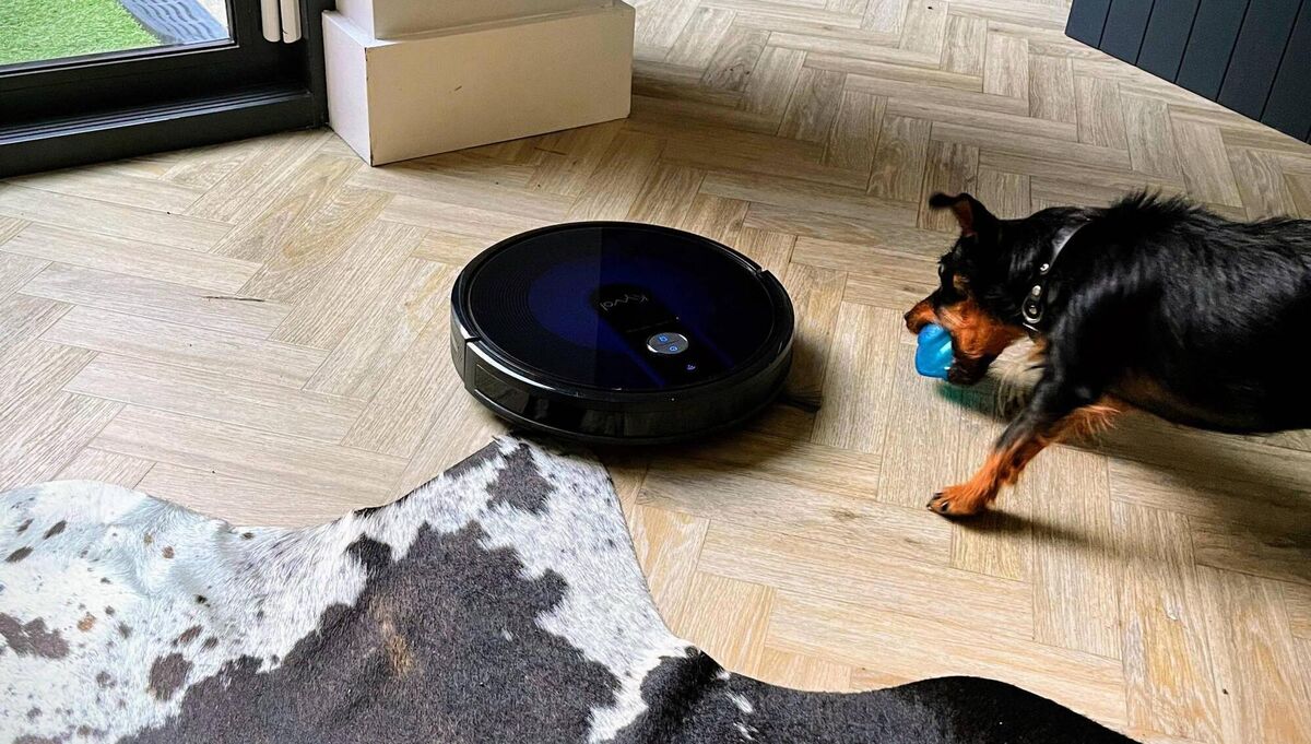 Perry helpfully clears obstacles for the robot vacuum cleaner. Perry helpfully clears obstacles for the robot vacuum cleaner.