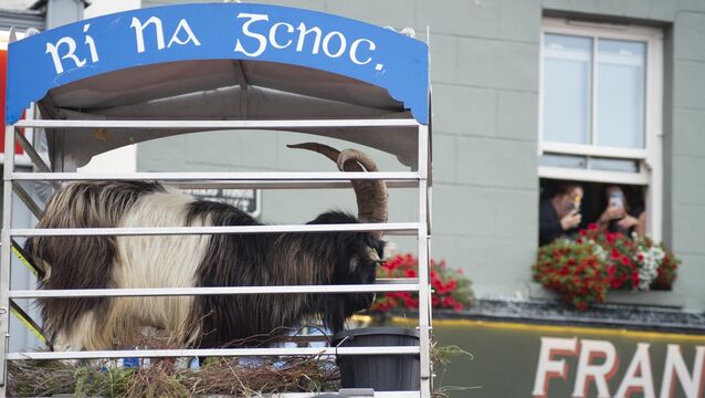 <p> A wild mountain goat is crowned ‘King Puck’ in Killorglin, County Kerry. Picture: Don MacMonagle</p>