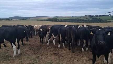 With conditions so dry, grass is quickly disappearing. Picture: Denis Hickey