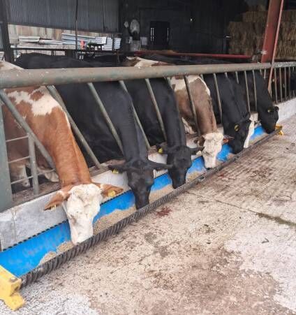 The other 22 heifers are between 420 and 478kg. Picture: Denis Hickey