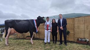 <p>Coolroehouse Abbott Ann, senior champion cow and overall champion Holstein at the FBD National Livestock Show owned by Paul Murphy and Emma Behan of Hillholm Holsteins</p> <p>Coolroehouse Abbott Ann, senior champion cow and overall champion Holstein at the FBD National Livestock Show owned by Paul Murphy and Emma Behan of Hillholm Holsteins</p>