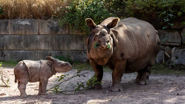 <p>Fota Wildlife Park is delighted to announce the birth of a male Indian rhino calf, born on the 13th of July to mother Maya and father Jamil. </p>