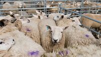 Sheep pen