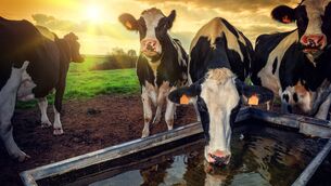 <p>Hot weather can quickly hit feed intake, milk yield and liveweight gain. Good grazing management, buffer feeding and access to plentiful fresh water can help keep livestock performing when temperatures rise. File picture </p> <p>Hot weather can quickly hit feed intake, milk yield and liveweight gain. Good grazing management, buffer feeding and access to plentiful fresh water can help keep livestock performing when temperatures rise. File picture </p>