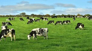 <p>A total of 14 cows have died following their water supply being disconnected during the hottest July on record.</p>