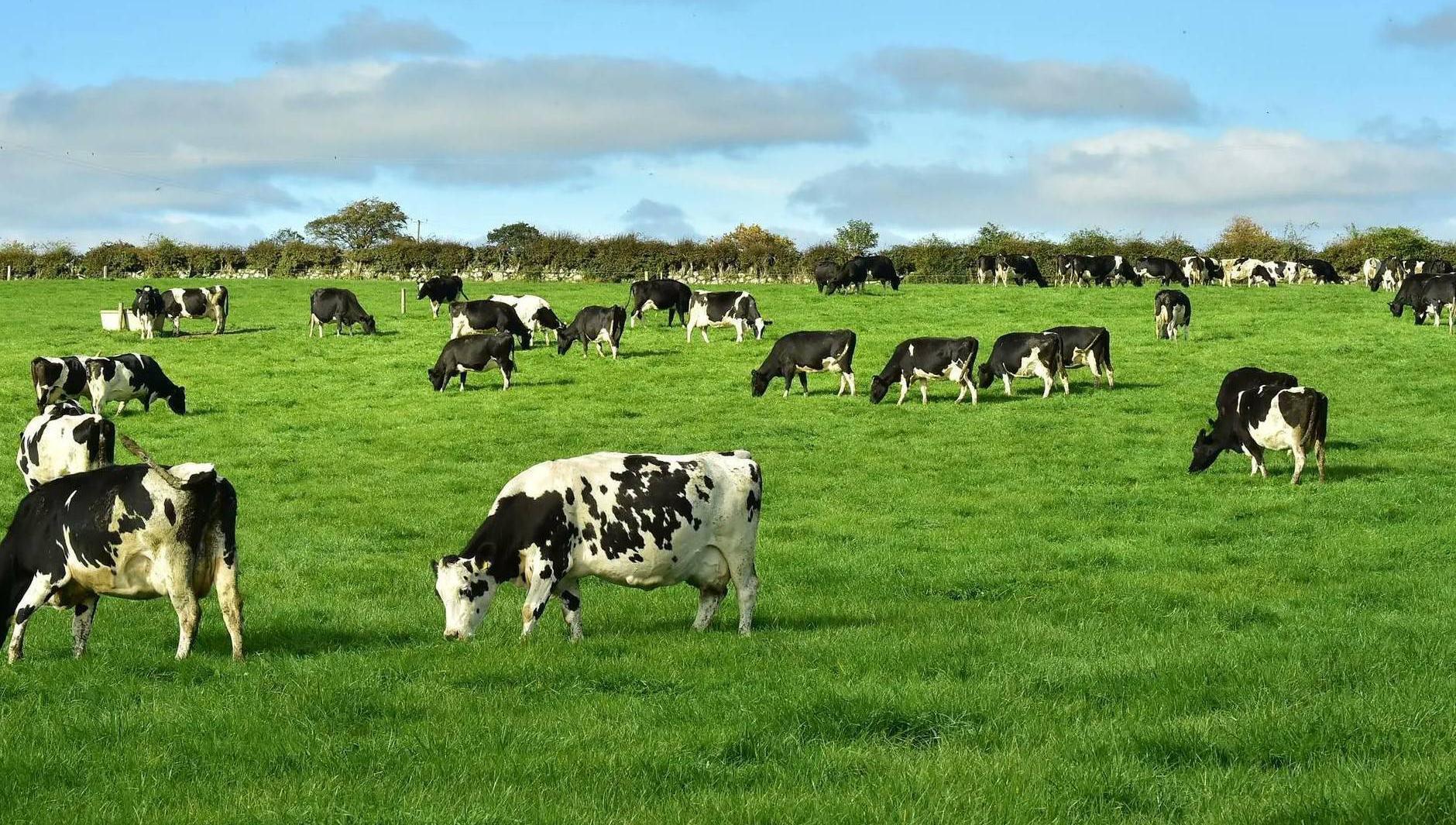 A total of 14 cows have died following their water supply being disconnected during the hottest July on record.