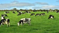 A food regulator with 'real teeth, real powers' needed to tackle 'imbalance' in the supply chain