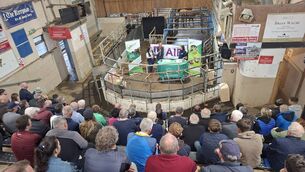 <p>Eilish Gill was joined by AHI colleagues and vets Natascha Meunier and Michelle McGrath, as well as local vet Sean O’Sullivan in Gortalea.</p> <p>Eilish Gill was joined by AHI colleagues and vets Natascha Meunier and Michelle McGrath, as well as local vet Sean O’Sullivan in Gortalea.</p>