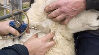 Irish beef arrives in China after three-year hiatus