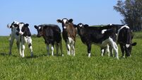 calves in the field