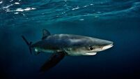 Man airlifted to Cork hospital after being bitten by blue shark off Waterford coast