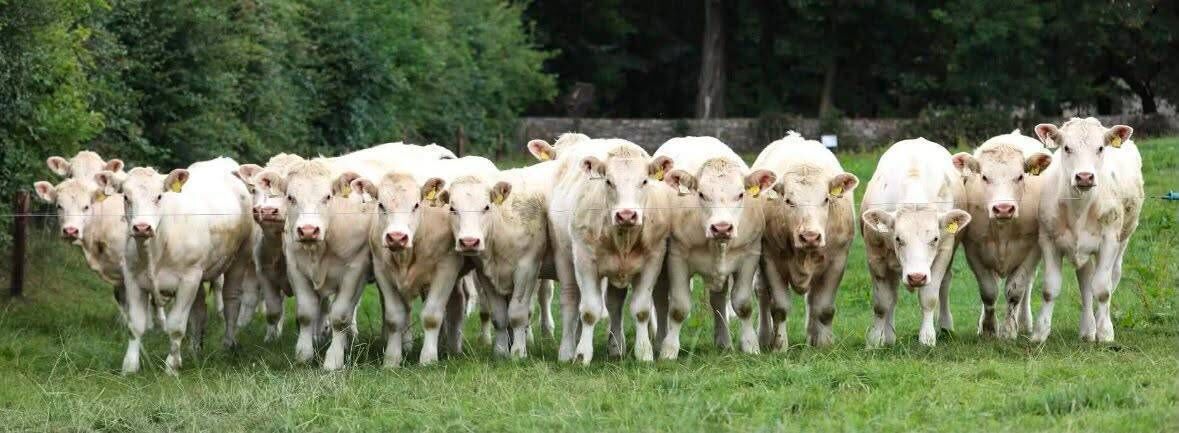 Charolais cattle at the Breifne herd. Picture: Irish Charolais Cattle Society