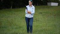 240 dog attacks on livestock in two years