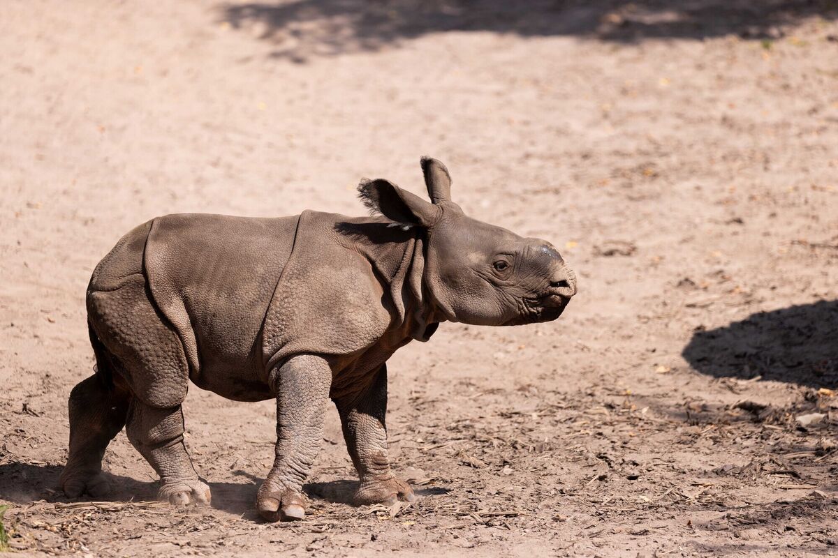 The Indian rhino calf, born on July 13 to mother Maya and father Jamil at Fota Wildlife Park. The Indian rhino calf, born on July 13 to mother Maya and father Jamil at Fota Wildlife Park.