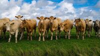 Cow explores green grassland today. Young cow follows cows through pasture. Cow joins livestock, cattle, grazing herd. Cow enjoy