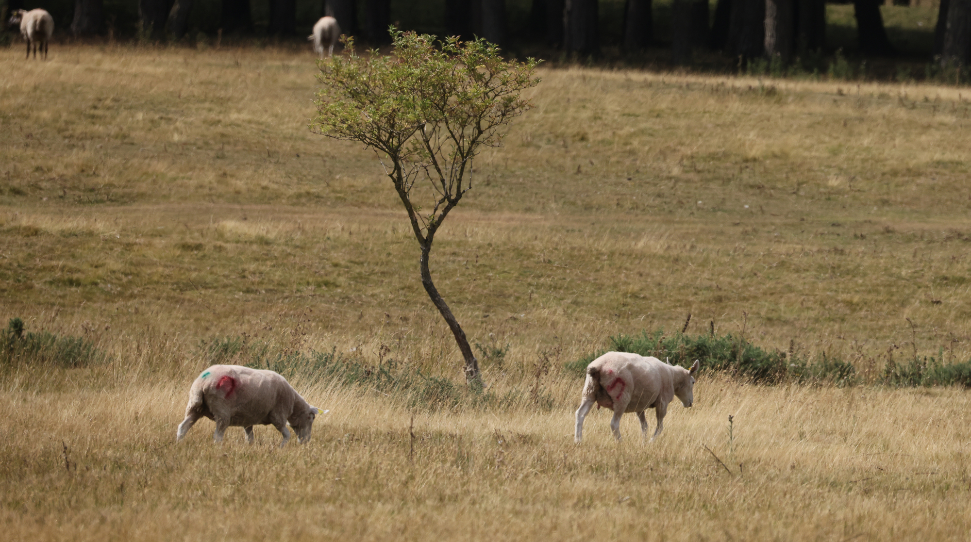  Sheep seek out edible soft grass to eat beside the dried-up Lough Ban on the Curragh Plains in County Kildare on Wednesday. Photo: Eamonn Farrell/RollingNews.ie