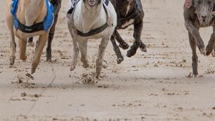 <p>Greyhound Racing Ireland revealed earlier this year that prize money of €9.6 million was paid out in 2025 — unchanged on the previous year. File picture: Howard Crowdy</p> <p>Greyhound Racing Ireland revealed earlier this year that prize money of €9.6 million was paid out in 2025 — unchanged on the previous year. File picture: Howard Crowdy</p>