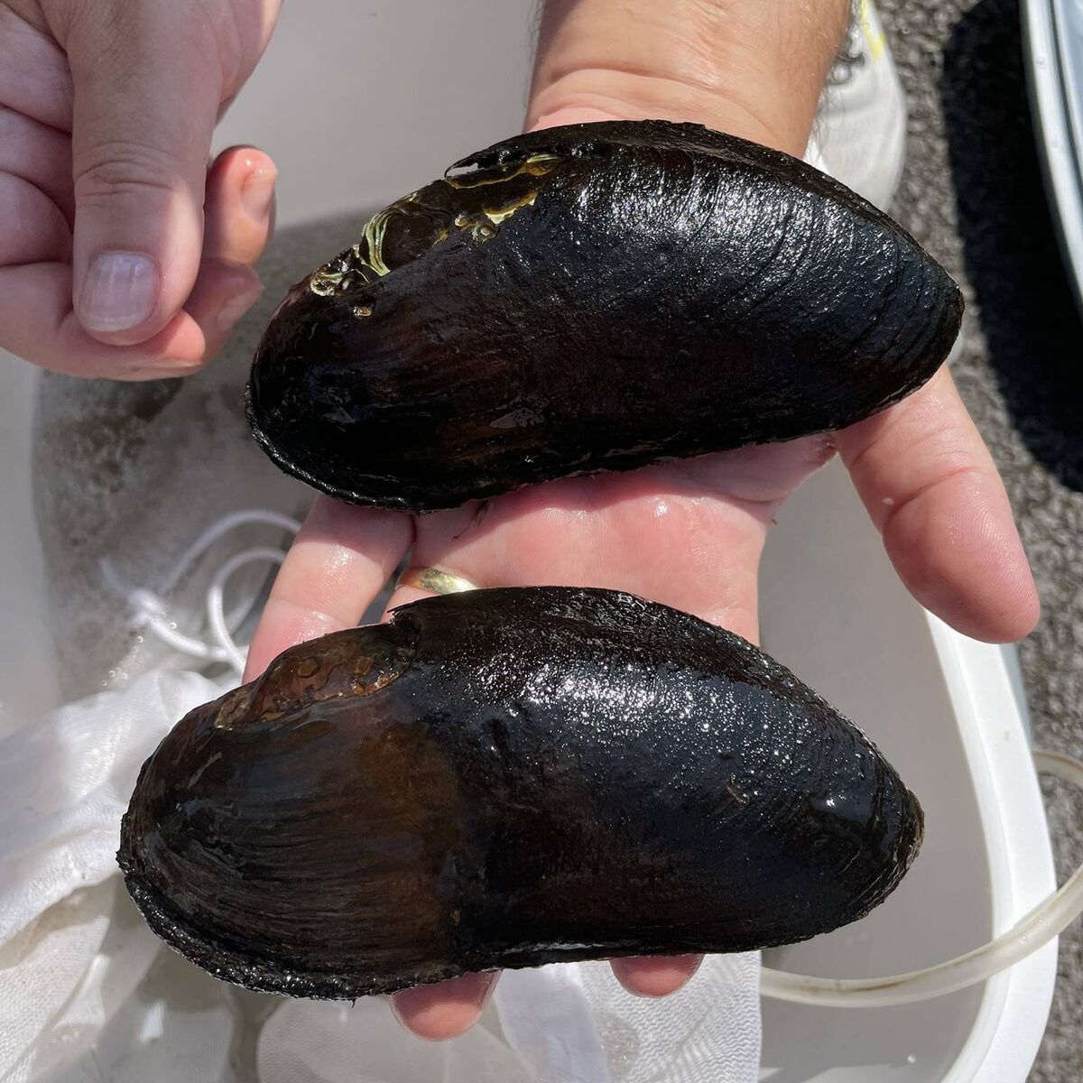 Two adult Freshwater Pearl Mussels from the Owenmore River Co. Kerry, being re-homed in the Marine Institute’s hatchery facility in Furnace Co. Mayo. 