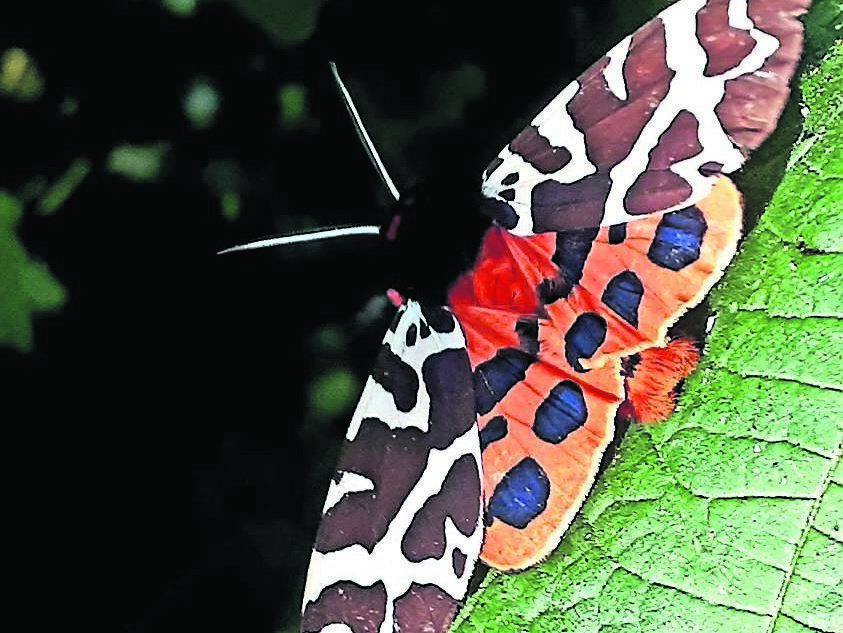 The Irish Garden Moth Scheme shows the Garden Tiger moth is a declining species here. Picture: Liam Lysaght via pollinators.ie