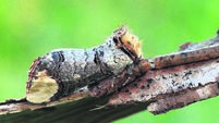 Buff-tip moth