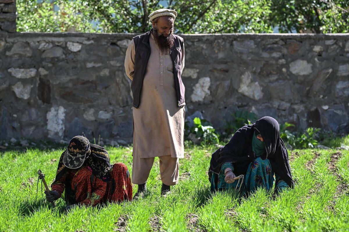An Afghan woman working next to her husband in a wheat field in the Eshtiwi village of Afghanistan's Parun district. Picture: Wakil Kohsar/AFP via Getty An Afghan woman working next to her husband in a wheat field in the Eshtiwi village of Afghanistan's Parun district. Picture: Wakil Kohsar/AFP via Getty