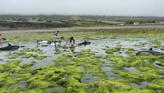 Kerry: Nine stranded dolphins die despite local people's urgent effort to save them