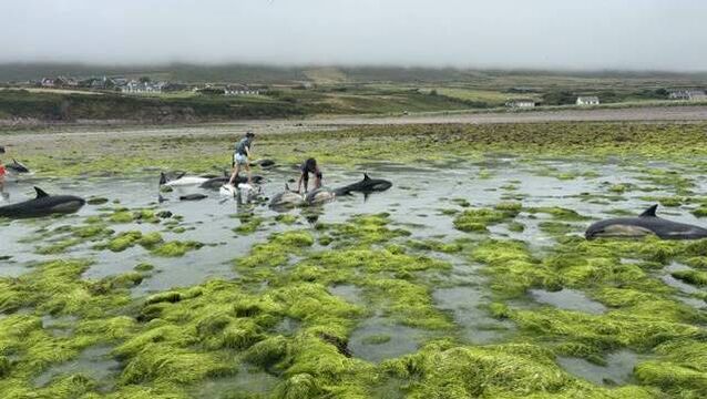<p>People rushed to save 16 stranded dolphins after a family from Spain holidaying in Co Kerry raised the alarm.</p>