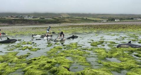 Kerry: Nine stranded dolphins die despite local people's urgent effort to save them