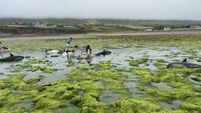 Kerry: Nine stranded dolphins die despite local people's urgent effort to save them