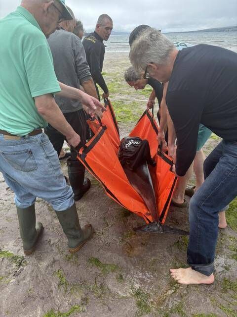 Local people scrambled to move the dolphins that were stranded in Co Kerry back into the water. Local people scrambled to move the dolphins that were stranded in Co Kerry back into the water.