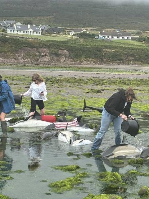 Volunteers helping to keep the beached dolphins hydrated. Volunteers helping to keep the beached dolphins hydrated.