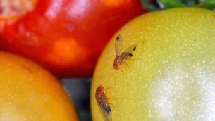<p>You won’t need to call in the professionals to remove fruit flies, as a two-ingredient mixture will do the work for you to trap and kill them.</p>